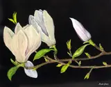 MAGNOLIA TREE, a watercolour study signed by the artist, mounted and framed, 22cm x 17cm by Freda Green, watercolour, sold Mar 2018