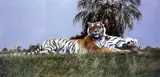 'SLEEPING IT OFF', a limited edition print 291/500, signed and numbered in pencil, by Spencer Hodge, print, sold Mar 2018