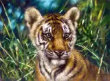 'CUB SCOUT II', a limited edition print 84/195, signed, titled and numbered in pencil, by Joel Kirk, print, sold Mar 2018