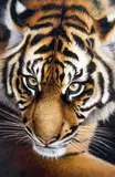 'EYE OF THE TIGER', a limited edition print 109/195, signed, titled and numbered in by Pip McGarry, print, sold Mar 2018