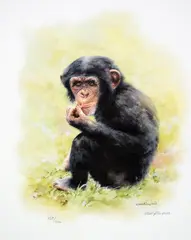 'CHIMPANZEE', a limited edition print 357/600, signed and numbered in pencil, with by Mandy Shepherd, print, sold Mar 2018