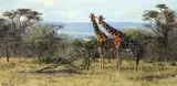 'TWOS COMPANY', a limited edition print 98/295, signed and numbered in pencil, with by Anthony Gills, print, sold Mar 2018