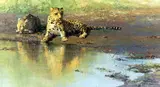 'COOL WATER', a limited edition print 716/850, signed and numbered in pencil, by David Shepherd, print, sold Mar 2018