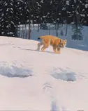 A lynx in snow Signed Oil on board 76 x 60cm by Douglas Anderson, Oil on board, offered Jun 2017