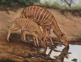 Nyala mother and child - African Antelope Signed Oil by Willem Sternberg de Beer, Oil on canvas-board, offered Jun 2017