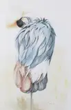 Palm Cockatoo by Emma Faull, watercolour, sold Jun 2017