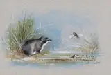 A water shrew and hoverfly Signed Watercolour with bodycolour on by Gordon Beningfield, Watercolour with bodycolour on blue paper, sold Jun 2017