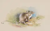 A long-tailed field mouse Signed Watercolour with bodycolour on by Gordon Beningfield, Watercolour with bodycolour on buff paper, sold Jun 2017