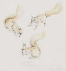 Studies of red squirrels by Geoffrey Dashwood, pencil and watercolour, offered Jun 2017