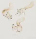 Studies of red squirrels by Geoffrey Dashwood, pencil and watercolour, offered Jun 2017