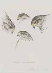 Studies of a female sparrowhawk by Geoffrey Dashwood, Watercolour over pencil, offered Jun 2017