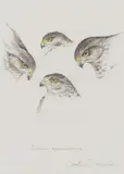 Studies of a female sparrowhawk by Geoffrey Dashwood, Watercolour over pencil, offered Jun 2017