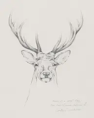 Study of a royal stag Signed and titled Pencil 23.5 x 19cm With a print of a stag and two prints of a woodcock and partridge by the same hand (4) by Geoffrey Dashwood, Pencil, offered Jun 2017