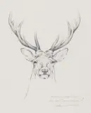 Study of a royal stag Signed and titled Pencil 23.5 x 19cm With a print of a stag and two prints of a woodcock and partridge by the same hand (4) by Geoffrey Dashwood, Pencil, offered Jun 2017