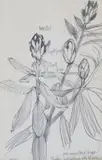 Rhododendrons Inscribed Rhodos just bursting into bloom by John Bratby, Pencil, sold Jun 2017