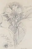Sunflower not yet completely open Signed by John Bratby, Pencil, sold Jun 2017