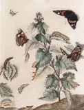 A study of butterflies and caterpillars Watercolour over by Moses Harris, Watercolour over pencil, sold Mar 2017