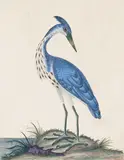 Brown nun pigeon; Common Heron Two, both signed and titled Both watercolour 18 x 22.5cm; 7 x 9in and similar (2) General condition report As seen by Charles Hayle, watercolour, sold Mar 2017