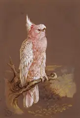 Study of a pink cockatoo by Harry Bright, 1868, watercolour, sold Mar 2017