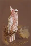 Study of a pink cockatoo by Harry Bright, 1868, watercolour, sold Mar 2017