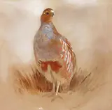 Untitled by Archibald Thorburn, Watercolour on buff paper, sold Mar 2017