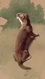 Study of a weasel Signed with initials and dated 1884 Watercolour by Archibald Thorburn, 1884, Watercolour on buff paper, unframed, sold Mar 2017
