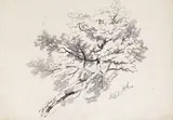 Study of Ash Signed, titled and dated 1837 Pencil, unframed 25.25 x 36.75cm; 10 x 14½in Provenance: Captain (later Admiral) R.A by Edward Lear, 1837, Pencil, unframed, sold Mar 2017