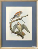 of two kestrels by Earl Lincoln Poole, watercolor and gouache, sold Oct 2020