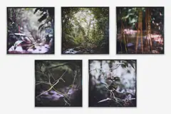 Group of 5 Forest Scenes by Mona Kuhn, 2009, c-print, sold Sep 2021