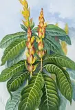 Aphelandra Squarrosa, Zebra Plant Or Saphron Spike by Ellis Rowan, watercolour on paper, offered Aug 2009