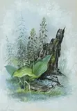 Leptorchis Liliifolia by Ellis Rowan, watercolour and gouache on paper, offered Aug 2009