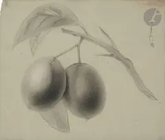 Deux fruits by Odilon Redon, Crayon noir et estompe, sold Nov 2023