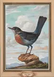 La femelle du merle, de grandeur naturelle, en allemand: Amssel das Weiblein by Johann Christian von Mannlich, Gouache, sold Apr 2016