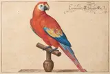 Aria de Macao sur son perchoir de bois by Johann Jakob Walter, Aquarelle et gouache, sold Dec 2021