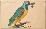 Perroquet vert d'Amazonie une cerise dans le bec by Johann Jakob Walter, Aquarelle et gouache, sold Dec 2021