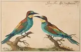 Deux Merops posés chacun sur une petite branche, dit aussi guêpier d'Europe by Johann Jakob Walter, Aquarelle et gouache, sold Dec 2021