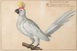 Perroquet blanc dit Perroquet du Cardinal Farnèse by Johann Jakob Walter, Aquarelle et gouache, sold Dec 2021