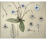 Bégonia Rex – Streptocarpus – Pavoni - Lantana rose blanc Ensemble de six planches botaniques dont quatre titrées by Marcel Corrette, Encre, aquarelle et gouaches Dans des passes partout, sold Nov 2024