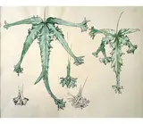 Pteris (Cretica Mayii) - Dracaena (Dracina Warnickii) - Platicerium Ensemble de quatre planches botaniques by Marcel Corrette, Mine de plomb, encres et gouaches sur papier Trois titrées au crayon Dans des passes parto, sold Nov 2024