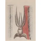 Squid by Beniamino Benvenuto Bufano, mixed media on paper, sold Aug 2023