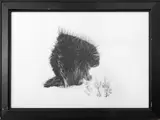Porcupine in Winter by Steve Snyder, 1988, Photograph, sold Jan 2025