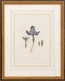 Flower of the Iris Before its Full Expansion by Robert Dunkarton, 1808, Engraving, sold Jan 2025