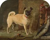 A Pug Dog in an Interior by Gourlay Steell, 1866, oil on board, sold Dec 2017