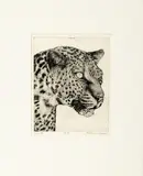 Leopard Portrait by Karla M. Parker, 2004, Etching on Paper, sold Jan 2025