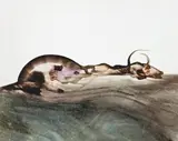 Carcass by Sidney Nolan, oil on paper, sold Apr 2010