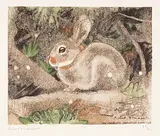 Hase by Robert Hainard, 1931, color woodcut, sold Sep 2017