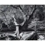 Morning by Ansel Adams, gelatin silver print, sold Nov 2023