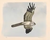 Bussard by Robert Hainard, 1957, color woodcut, sold Jun 2017
