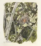 Haselhuhn by Robert Hainard, 1964, color woodcut, sold Jun 2017