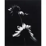 Two Sunflowers by Paul Caponigro, gelatin silver print, sold Nov 2023